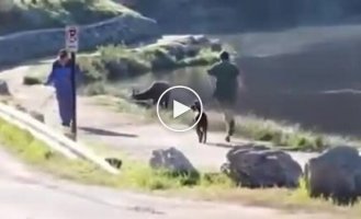 Во время пробежки к американцу неожиданно присоединился олень