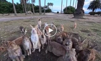 Японский остров кроликов