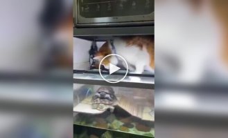 Кот помешал черепахам уединиться
