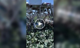 Agrobot for assembling broccoli