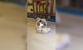 Not every dog ​​can be made to work during the holidays