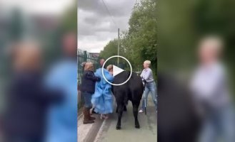 Schoolgirl arrived at graduation on a cow