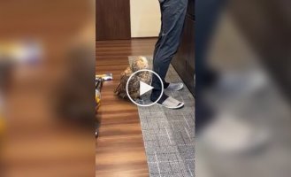 Недовольная, но культурная сова