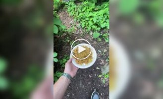 Это и есть самое хитрое животное или так и задумывалось