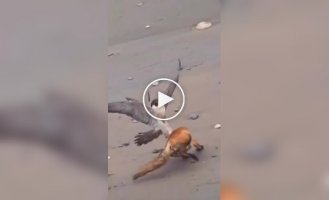Unusual fight: a fox managed to dodge a falcon three times in a row