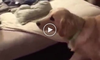 Man dressed up as his dog's favorite toy