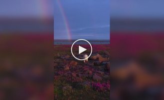 Белые медведи среди цветов