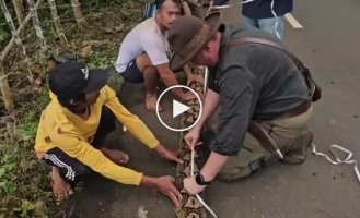 В Индонезии нашли рекордного сетчатого питона длиной 7,2 метра