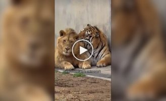Все коты одинаковые