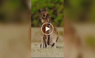 A female kangaroo was reunited With a Cub