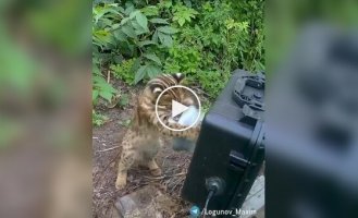 A wild kitten plays with a camera trap