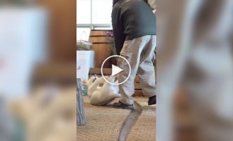 Забавная игра со львенком попала на видео