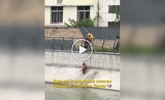Кур'єр врятував собаку, що тоне.