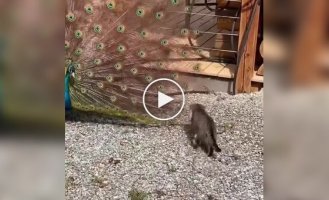 A ​​peacock's luxurious tail attracted a huntress