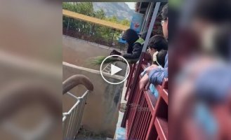 An elephant from a Chinese zoo returned a tourist's cap and danced with joy