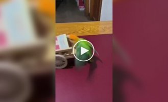 A smoker's parrot