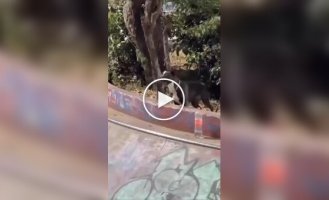Собака спровоцировала несколько падений в скейт-парке