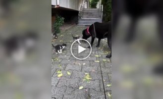 Грозные уличные котята