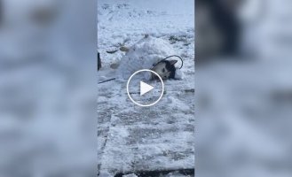 A dog allowed his owner to bury him