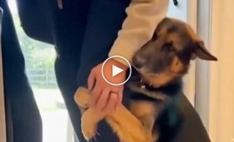 A dog doesn't want to let his owner go to work