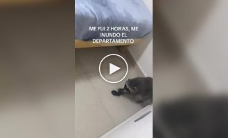 Еноту хватило нескольких часов, чтобы затопить квартиру