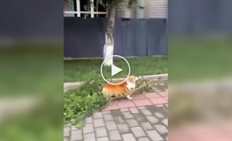 Пес остался без добычи