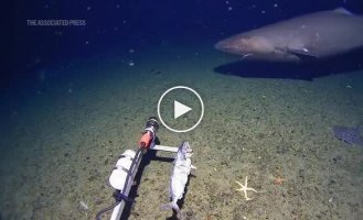 Ученые впервые зафиксировали акулу в водах Антарктики