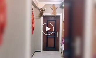 Animals (short videos). Release 89