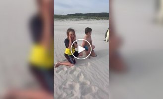 An emperor penguin has made it to Australia