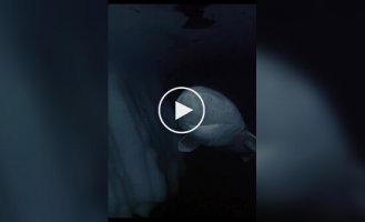 Акула, которая прожила несколько веков