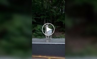 A Pole meets a goat and a boar.