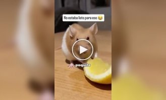 Animals (short videos). Release 105