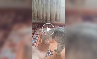 A pill helped a kitten evolve