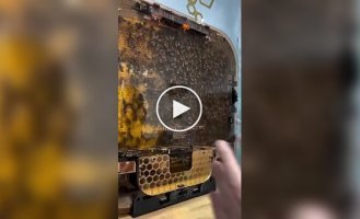 Пчелиные ульи, которые можно поставить дома