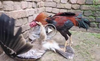 Неожиданная дерзость: петух вступил в бой с хищником
