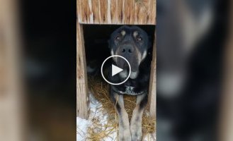 Собака пустила кошек в свою будку