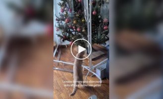 A cat and a new protective Christmas tree fence.