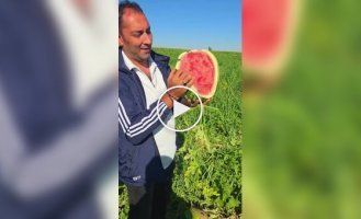 Спелый и сочный арбуз