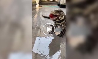 Ящерица пытается съесть помидорку