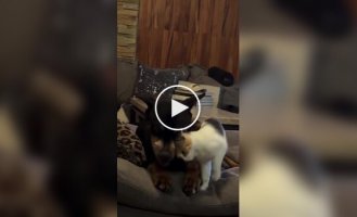 Как кошка с собакой