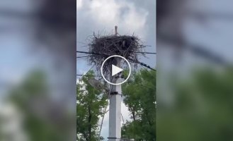 Люди кормят рыбой одинокую птицу, которая высиживает яйца