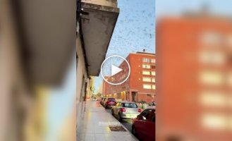 Dragonfly invasion in Uruguay