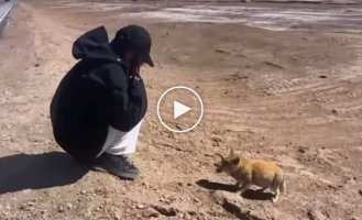 Девушка встретила тибетскую лису