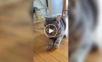 Woman attaches microphone to her wayward cat