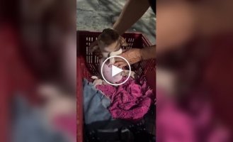 Puppy played with bees and lost