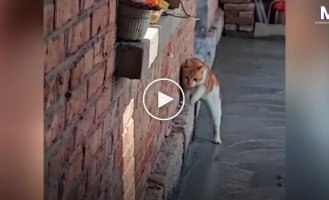 Свежий бетон оказался слишком сильным искушением для кота