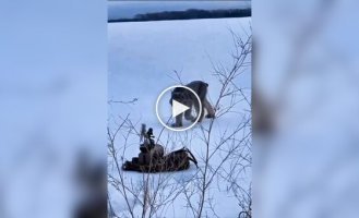 A wild cat couldn't pass by a toy