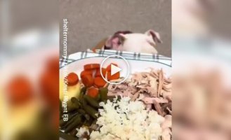 An animal shelter hosts a festive dinner for cats and dogs