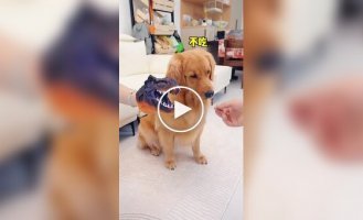 How to convince a dog to take medicine