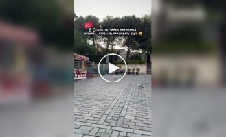 В Турции чайки массово учат кошачий язык